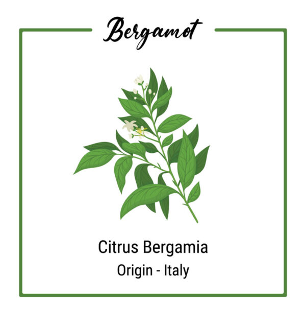 Organic Bergamot Plant