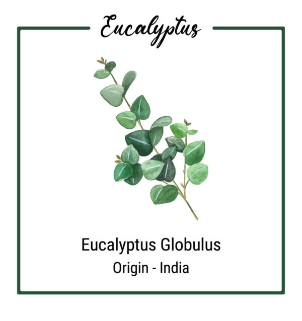 Organic Eucalyptus Plant