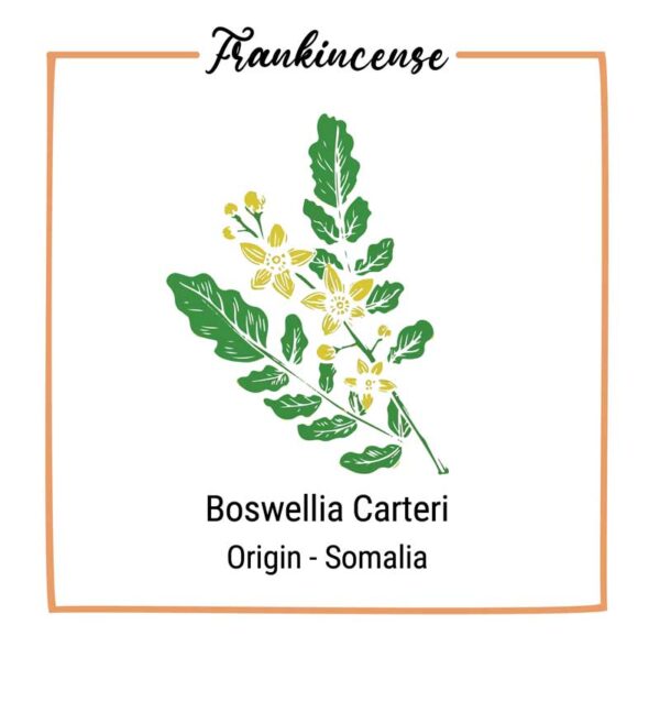 Organic Frankincense Flower