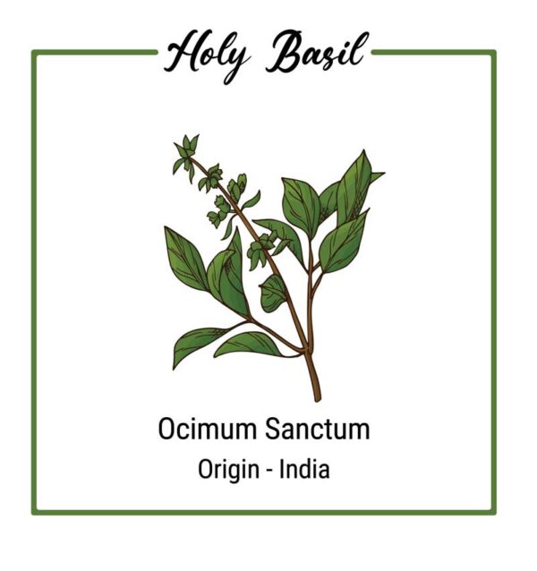 Organic Tulsi Plant