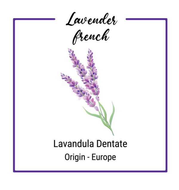 Organic Lavender French Flower