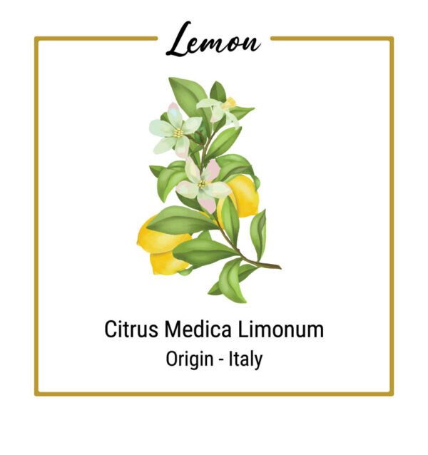 Organic Lemon Plant with Flower