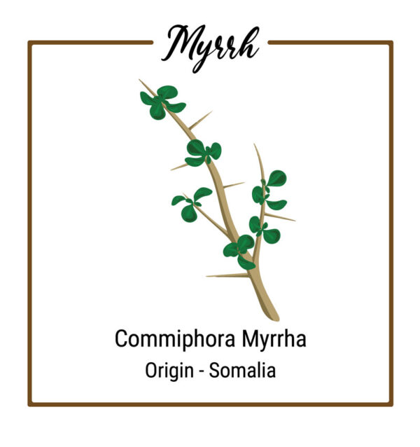 Organic Myrrh Plant