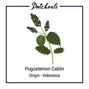 Organic Patchouli Plant