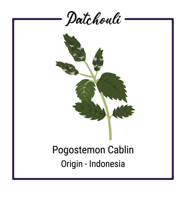 Organic Patchouli Plant