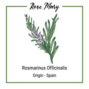 Rosemary Plant with Flower