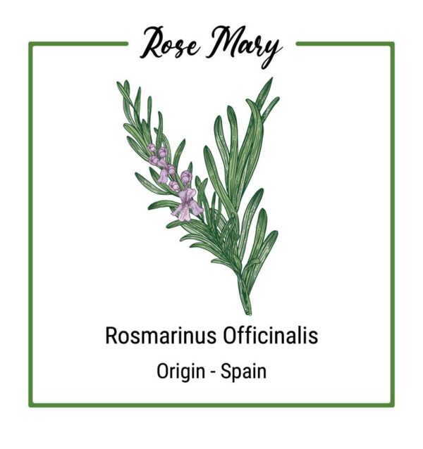 Rosemary Plant with Flower