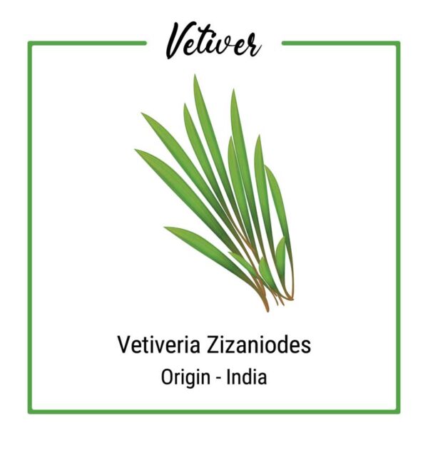 Vetiver Plant