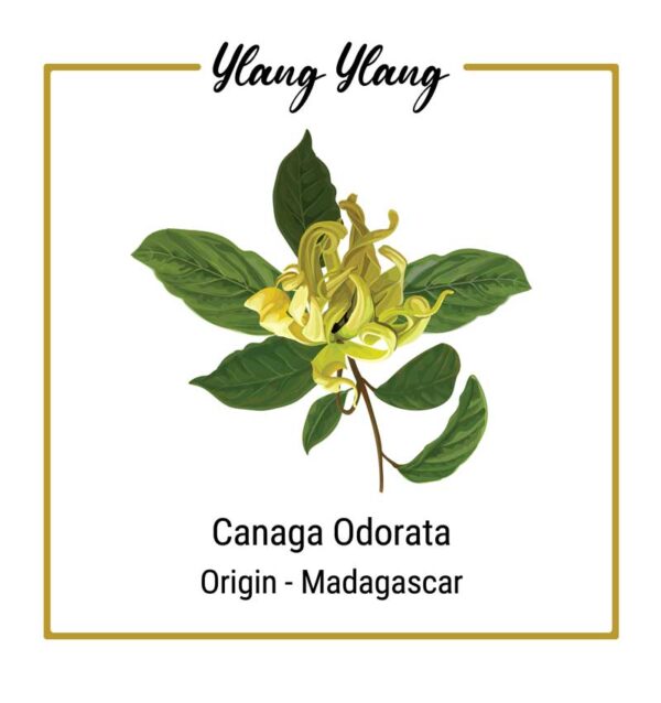 Organic Ylang Ylang Flower